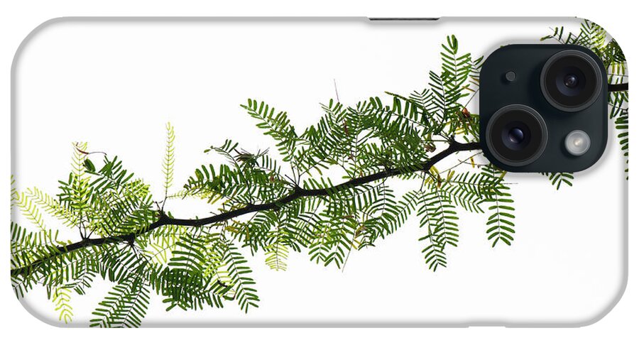 Tree iPhone Case featuring the photograph Indian Needle Bush Tree Leaves by Tim Gainey