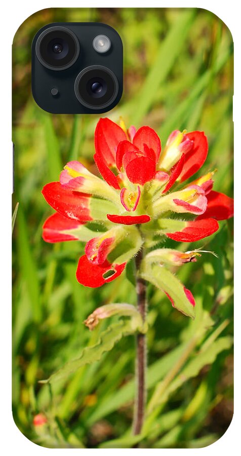Rural Texas iPhone Case featuring the photograph Indian Paintbrush Close Up by Connie Fox