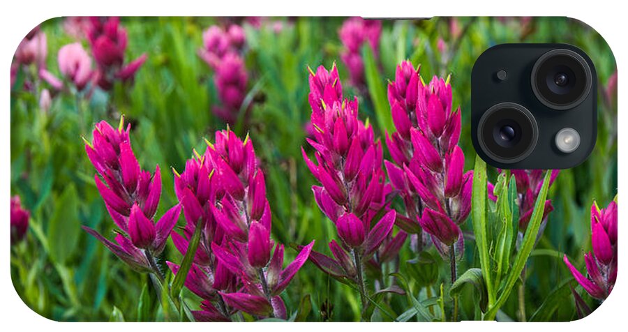 Indian iPhone Case featuring the photograph Indian Paintbrush Panorama by Aaron Spong
