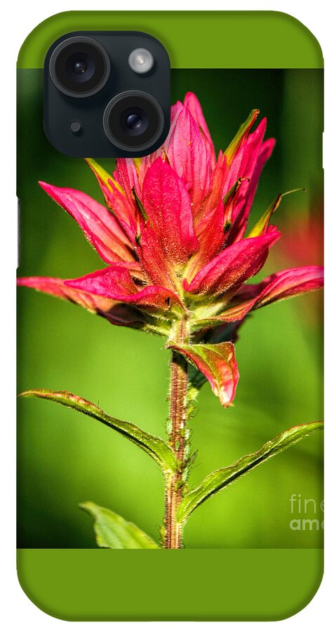 Indian Paintbrush iPhone Case featuring the photograph Indian Paintbrush by Richard Lynch