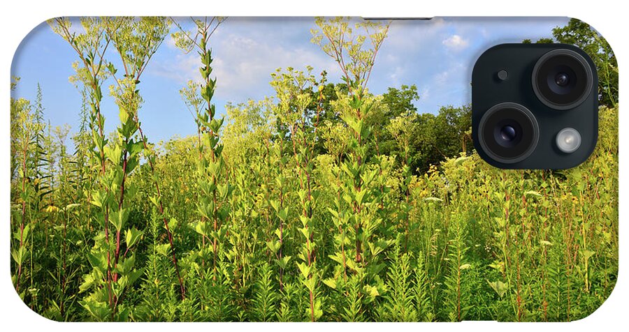 Sunflowers iPhone Case featuring the photograph Indian Plantain at Marengo Ridge Conservation Area by Ray Mathis