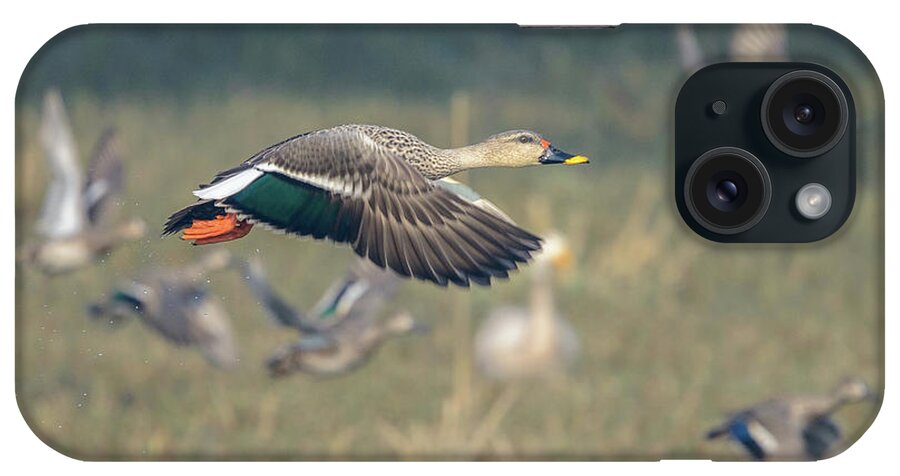 Bird iPhone Case featuring the photograph Indian Spot-billed Duck 01 by Werner Padarin