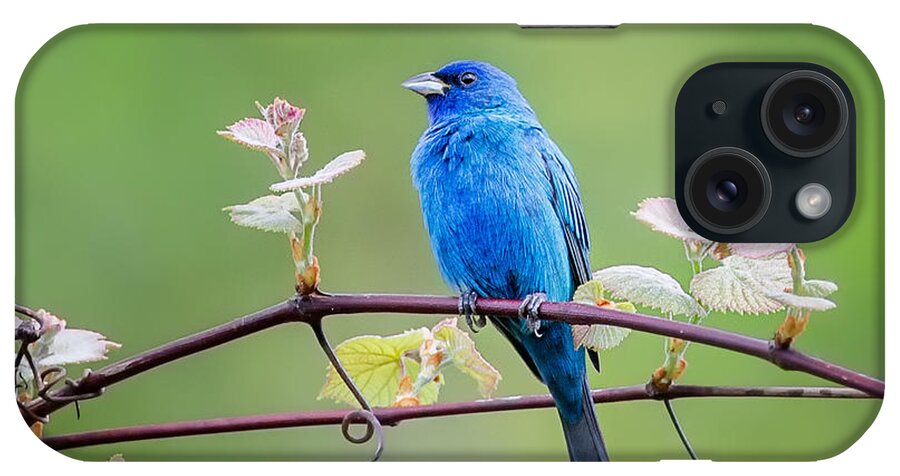 Indigo Bunting iPhone Case featuring the photograph Indigo Bunting Perched by Bill Wakeley