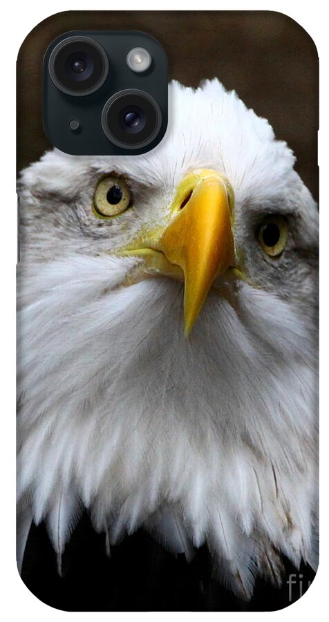 American Bald Eagle iPhone Case featuring the photograph Inquisitive Eagle by Barbara Bowen