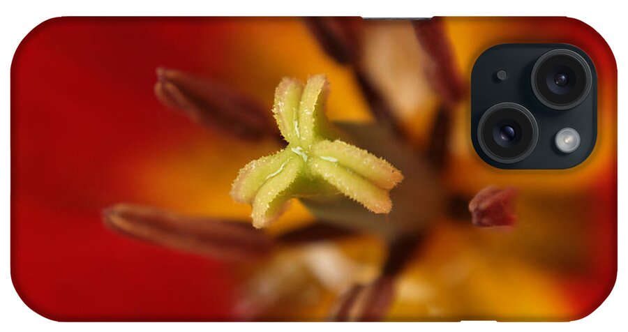 Flowers iPhone Case featuring the photograph Intimate View Of A Tulip by Dorothy Lee