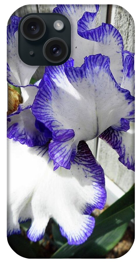 Iris iPhone Case featuring the photograph Irises 4 by Ron Kandt