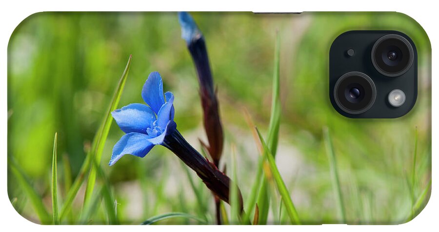 Spring Gentian iPhone Case featuring the photograph Irish Gentians by Rob Hemphill