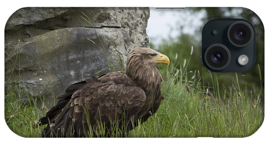 Irish iPhone Case featuring the photograph Irish Sea Eagle by Martina Fagan