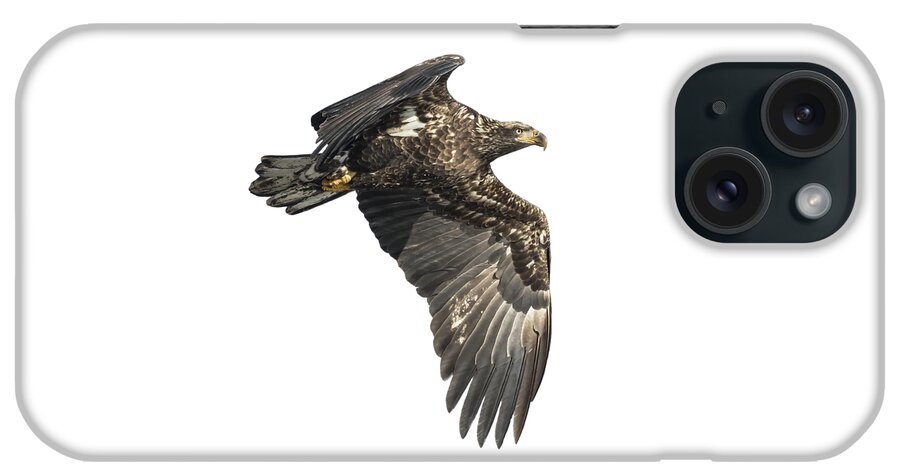 American Bald Eagle iPhone Case featuring the photograph Isolated Eagle 2017-2 by Thomas Young