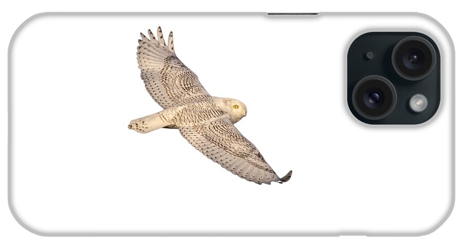 Snowy Owl (bubo Scandiacus) iPhone Case featuring the photograph Isolated Snowy Owl 2018-1 by Thomas Young