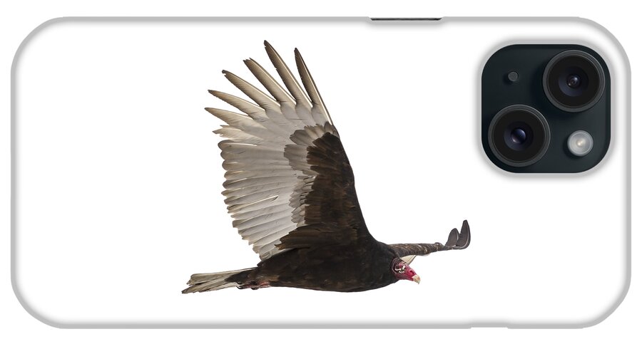 Turkey Vulture iPhone Case featuring the photograph Isolated Turkey Vulture 2014-1 by Thomas Young