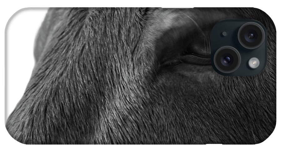 Horse iPhone Case featuring the photograph It's all in the eyes by Steve Gravano