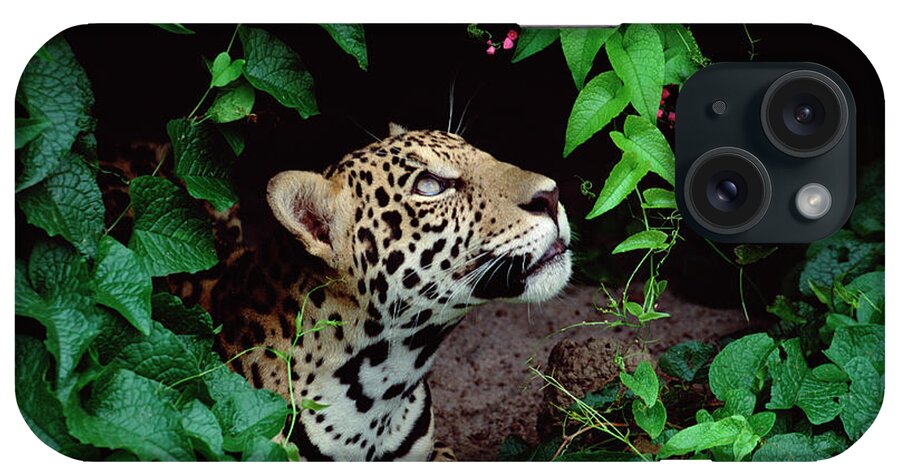 Mp iPhone Case featuring the photograph Jaguar Panthera Onca Peeking by Claus Meyer