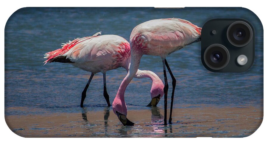 James's Flamingo iPhone Case featuring the photograph James's Flamingos, Salar de Uyuni, Bolivia by Venetia Featherstone-Witty