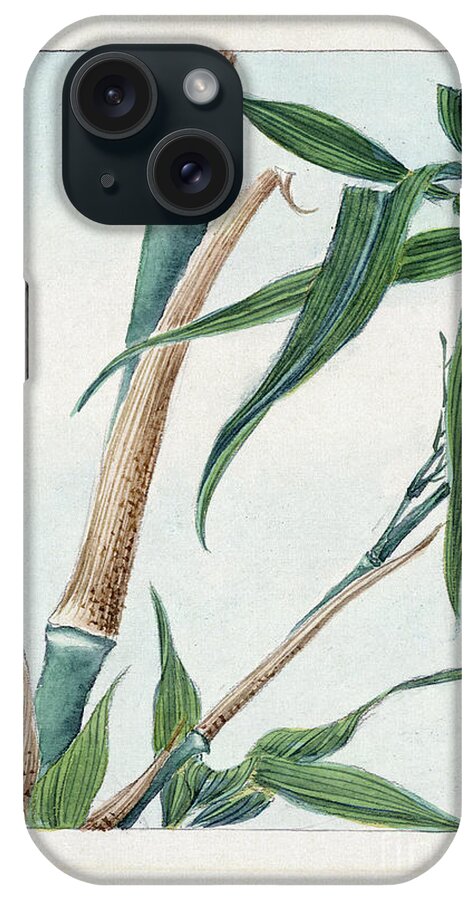 1870s iPhone Case featuring the photograph JAPAN: BAMBOO, c1870s by Granger