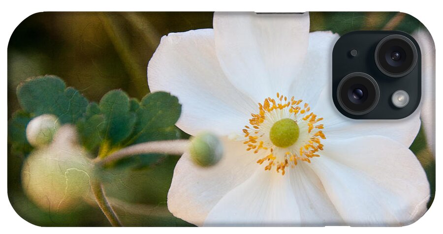 Anemone iPhone Case featuring the photograph Japanese Anemone by Terri Harper