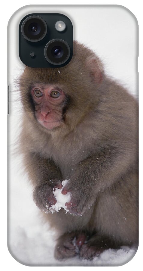 Mp iPhone Case featuring the photograph Japanese Macaque Macaca Fuscata Baby by Konrad Wothe