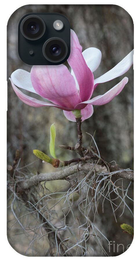 Japanese Magnolia iPhone Case featuring the photograph Japanese Magnolia with Spanish Moss by Carol Groenen