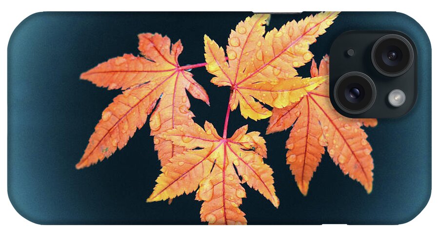 Japanese Maple Leaves iPhone Case featuring the photograph Japanese Maple Leaf Cluster by Frank Wilson