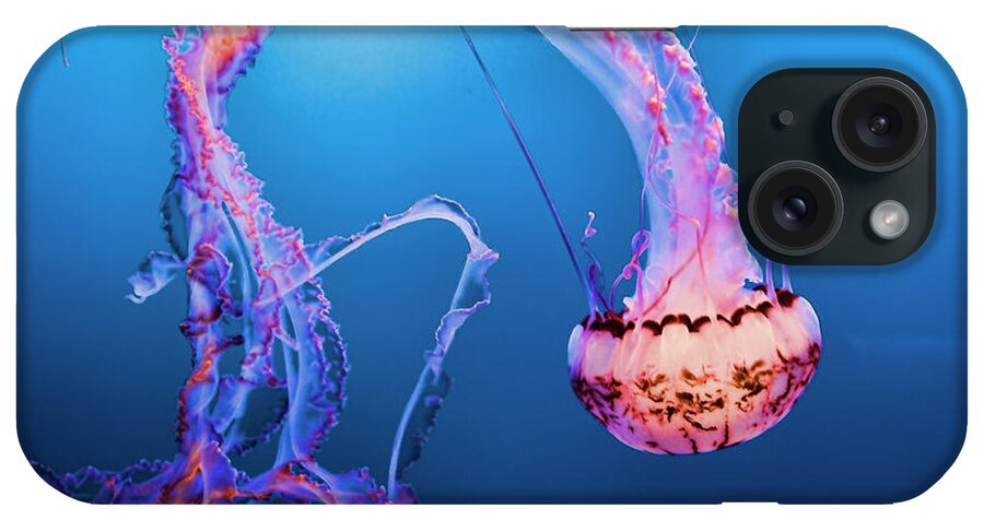 Jelly Fish iPhone Case featuring the photograph Jelly Fish Pacific Ocean California by Chuck Kuhn