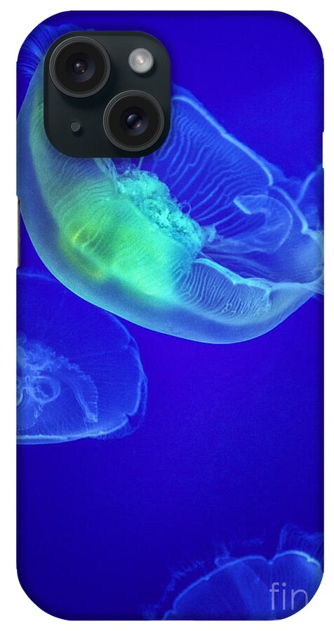 Jellyfish Or Jellies Are The Major Non-polyp Form Of Individuals Of The Phylum Cnidaria. Free-swimming Marine Animals Consisting Of A Gelatinous Umbrella-shaped Bell And Trailing Tentacles. iPhone Case featuring the photograph Jellyfish 3 by David Zanzinger