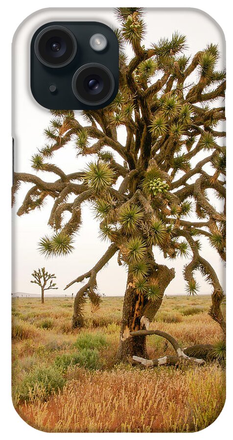 Joshua Tree iPhone Case featuring the photograph Joshua trees in desert by Mike Evangelist