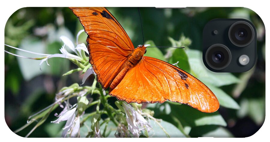 Julia iPhone Case featuring the photograph Julia Butterfly by Kelly Holm