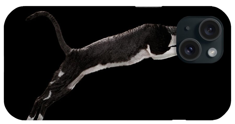 Cat iPhone Case featuring the photograph Jumping Cornish Rex Cat Isolated on Black by Sergey Taran
