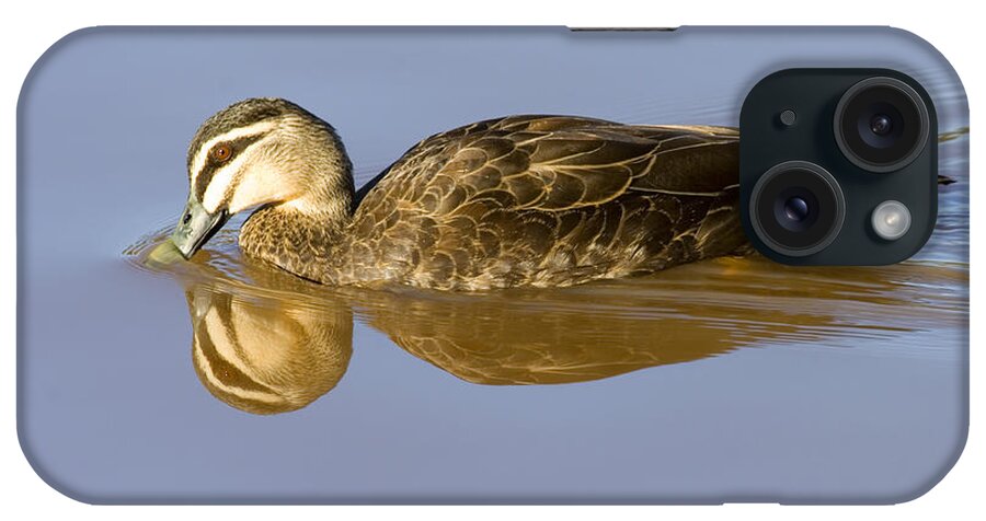 Duck iPhone Case featuring the photograph Just a Sip by Michael Dawson