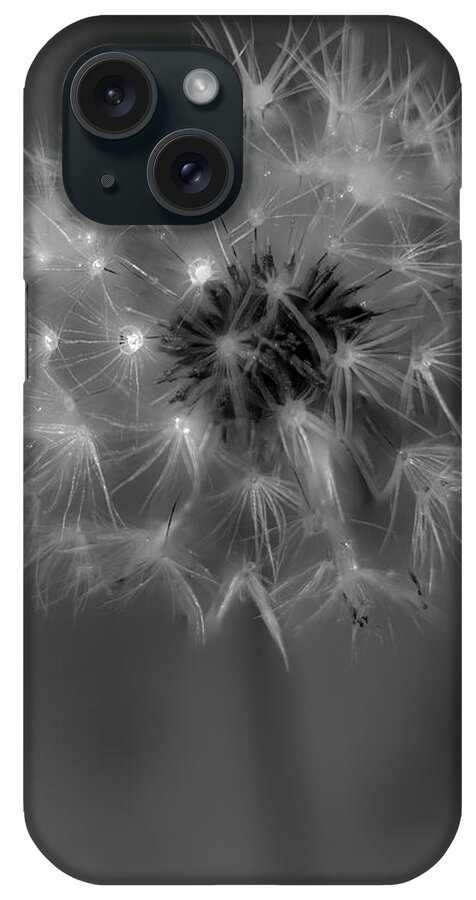 Dandelion iPhone Case featuring the photograph Just Dandy by Rod Best
