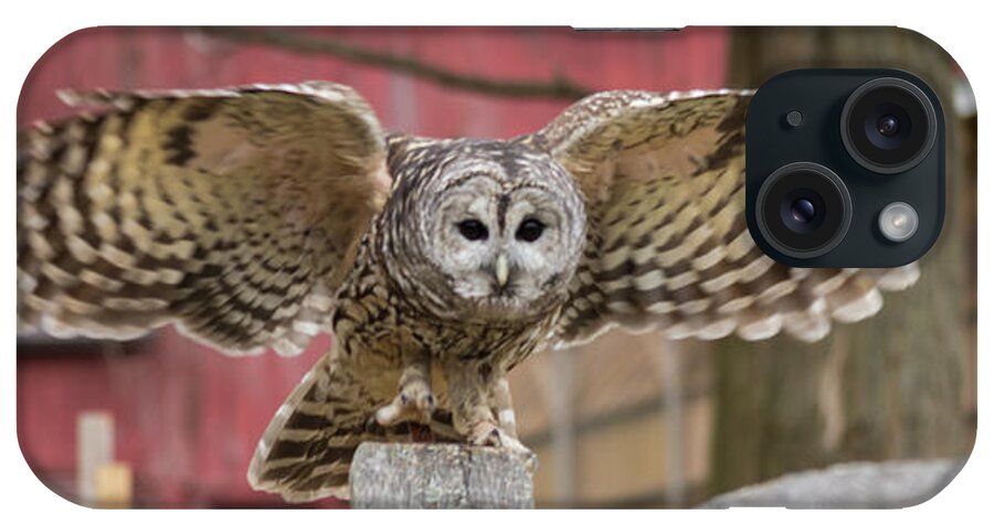 Owl iPhone Case featuring the photograph Just Dropping In by ChelleAnne Paradis