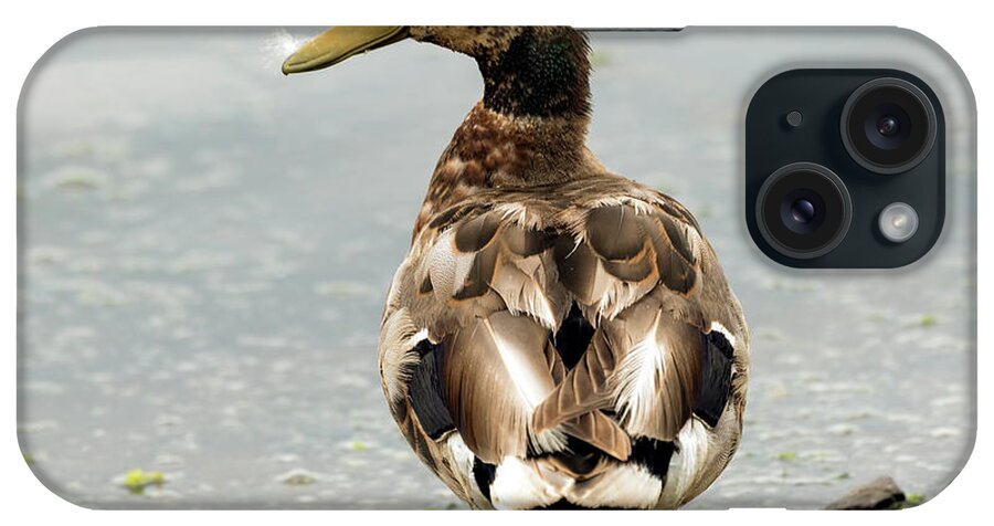 Duck iPhone Case featuring the photograph Just Ducky by Sam Rino