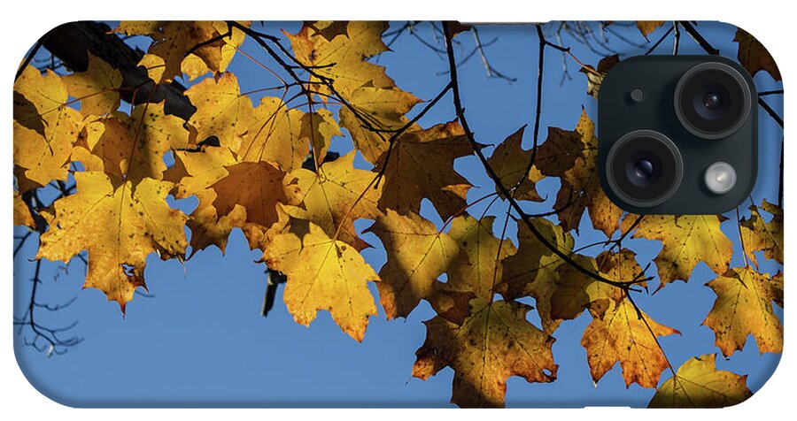 Fall Leaves iPhone Case featuring the photograph Just Leaves by Kirkodd Photography Of New England