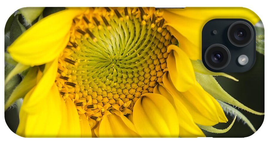 Sunflower iPhone Case featuring the photograph Just The Begining by Thomas Young