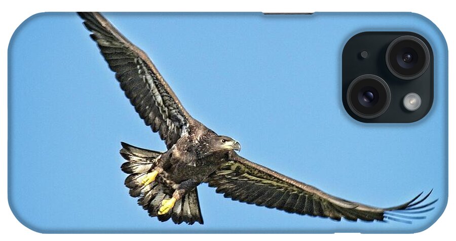 Eagle iPhone Case featuring the photograph Just Twelve Weeks Old by Ronald Lutz