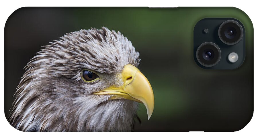 Animal iPhone Case featuring the photograph Juvenile Bald Eagle by Andrea Silies