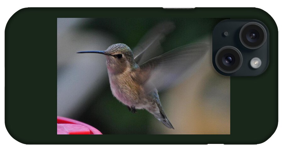 Hummingbirds iPhone Case featuring the photograph Juvenile Anna's Hummingbird Landing On Perch by Jay Milo