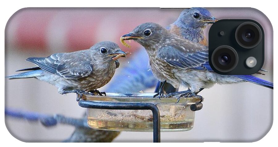 Linda Brody iPhone Case featuring the photograph Juvenile Bluebirds II by Linda Brody