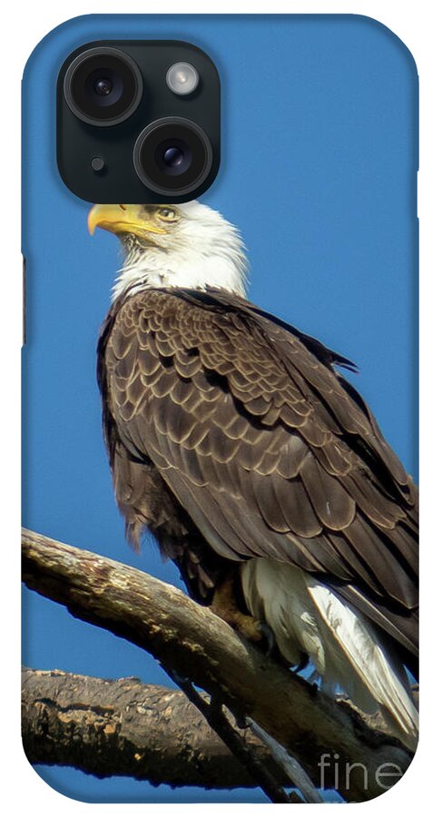 Eagle iPhone Case featuring the photograph Keeping Watch by Eleanor Abramson