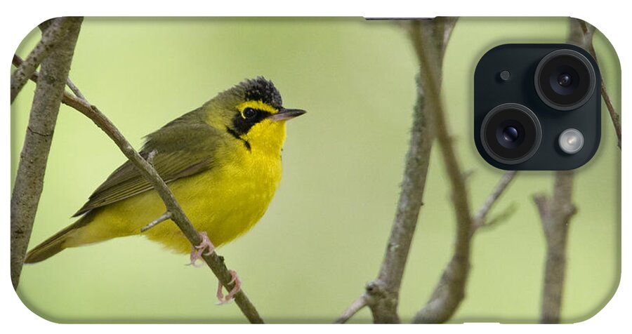  Warbler iPhone Case featuring the photograph Kentucky Warbler by Jim E Johnson