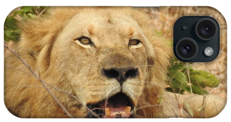 Male Lion iPhone Case featuring the photograph King by Betty-Anne McDonald