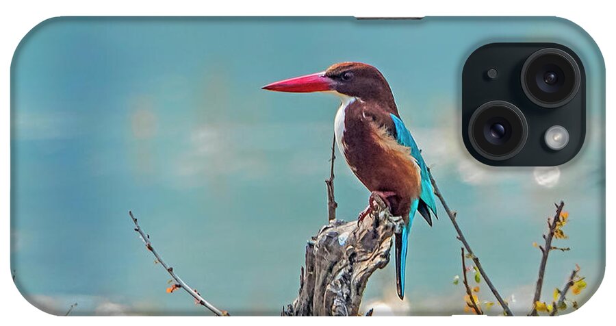 Bird iPhone Case featuring the photograph Kingfisher on a stump by Pravine Chester