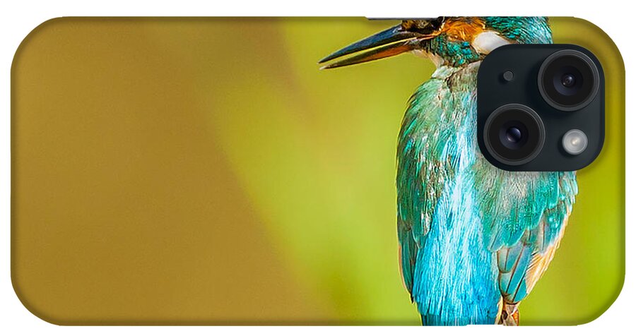 Kingfisher iPhone Case featuring the photograph Kingfisher by Paul Neville
