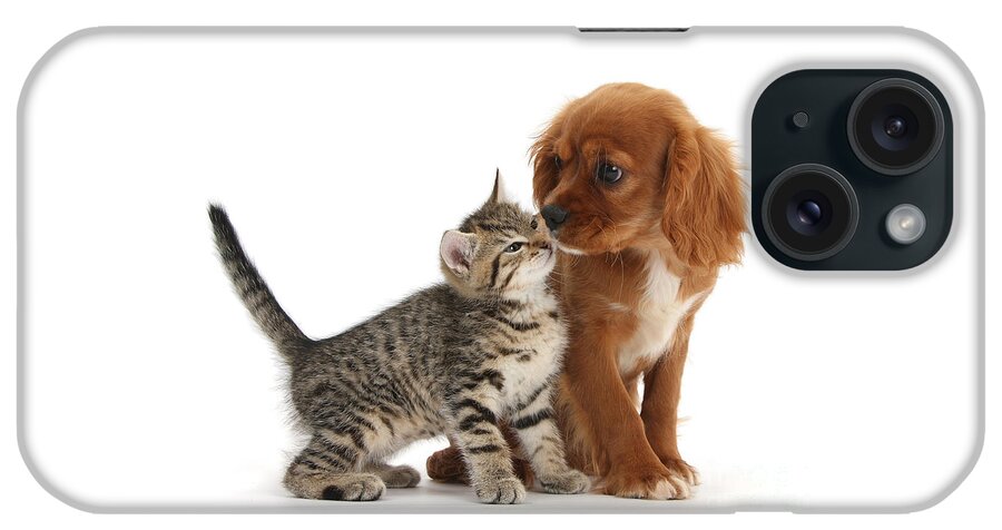 Ruby Cavalier Spaniel iPhone Case featuring the photograph Kiss Please by Warren Photographic