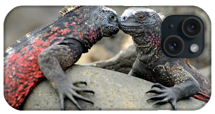 Iguana iPhone Case featuring the photograph Kissing Iguanas by Ted Keller