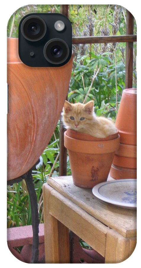 Cat iPhone Case featuring the photograph Kitten in Pot by Laura Davis