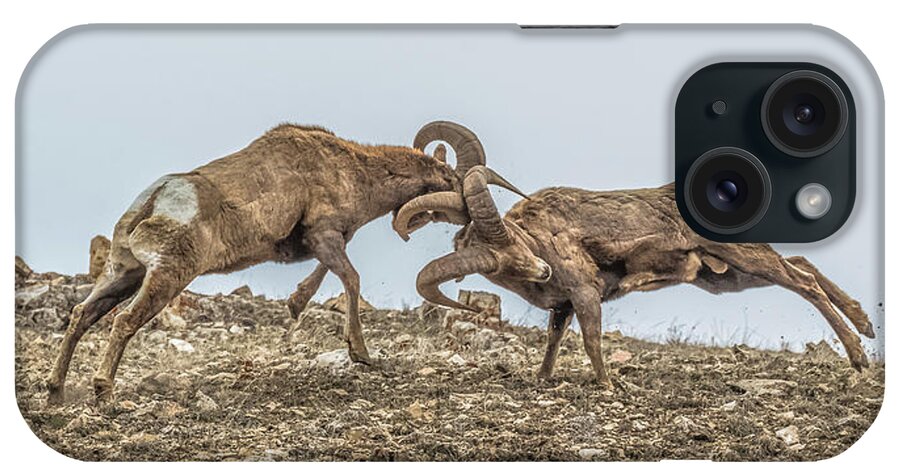 Big-horn Sheep iPhone Case featuring the photograph Knocked Silly by Yeates Photography