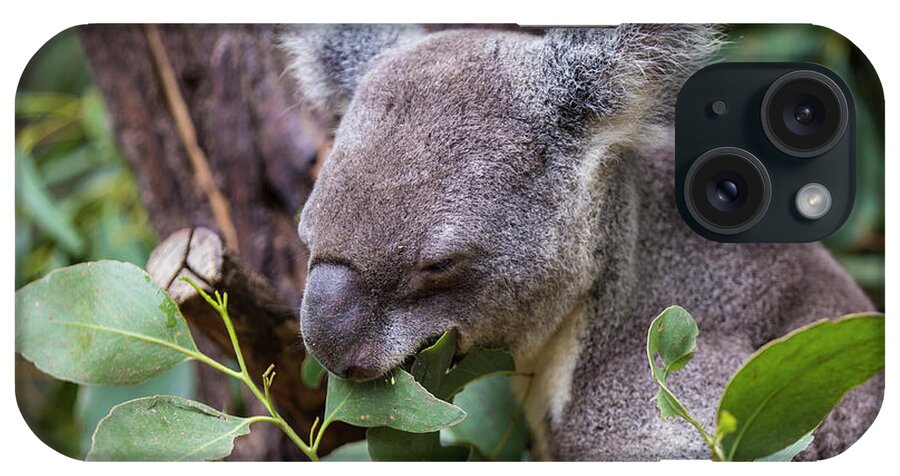 Australia iPhone Case featuring the photograph Koala at lunch by Agnes Caruso