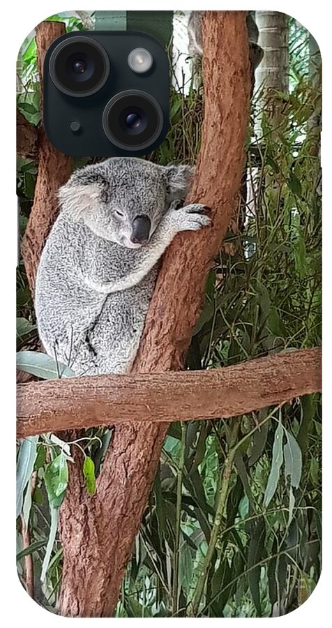 Koala iPhone Case featuring the photograph Koala by Cassy Allsworth