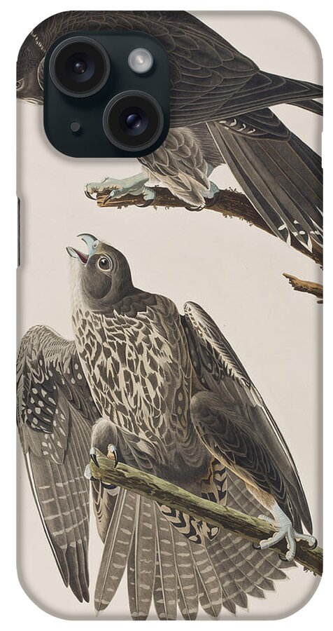 Labrador Falcon iPhone Case featuring the painting Labrador Falcon by John James Audubon
